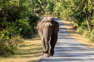 Gran elefante asiático en el Parque Nacional Khao Yai, Tailandia
