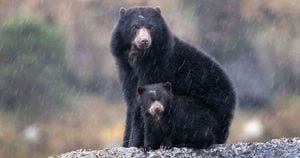 Este animal silvestre, cuyo nombre nombre científico es Tremarctos ornatus, es el único oso que habita en Sudamérica. Foto: Parques Nacionales Naturales.