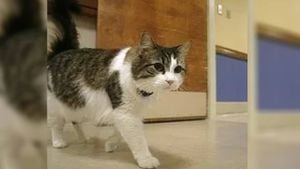Oscar fue adoptado por un hogar geriátrico en EE.UU. cuando era un bebé. Desde entonces se le conoce como el gato que predice la muerte.