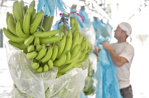 El banano es el tercer producto de exportación agrícola en Colombia