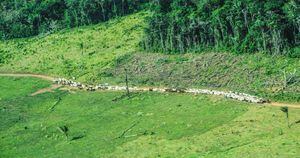 Unas 40.000 cabezas de ganado pastan hoy en el PNN Tinigüa, acorde con información que tiene Parques Nacionales Naturales y que fue suministrada por campesinos de la zona. Foto: FCDS