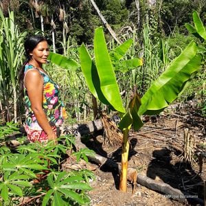 Los indígenas son clave en la protección de los bosques y la reducción de la deforestación. Foto: FAOAméricas
