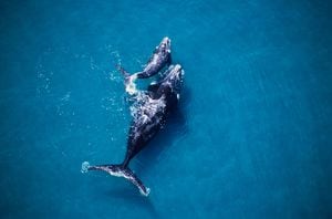 ballena franca austral, eubalaena australis, madre y cría, valdés penin