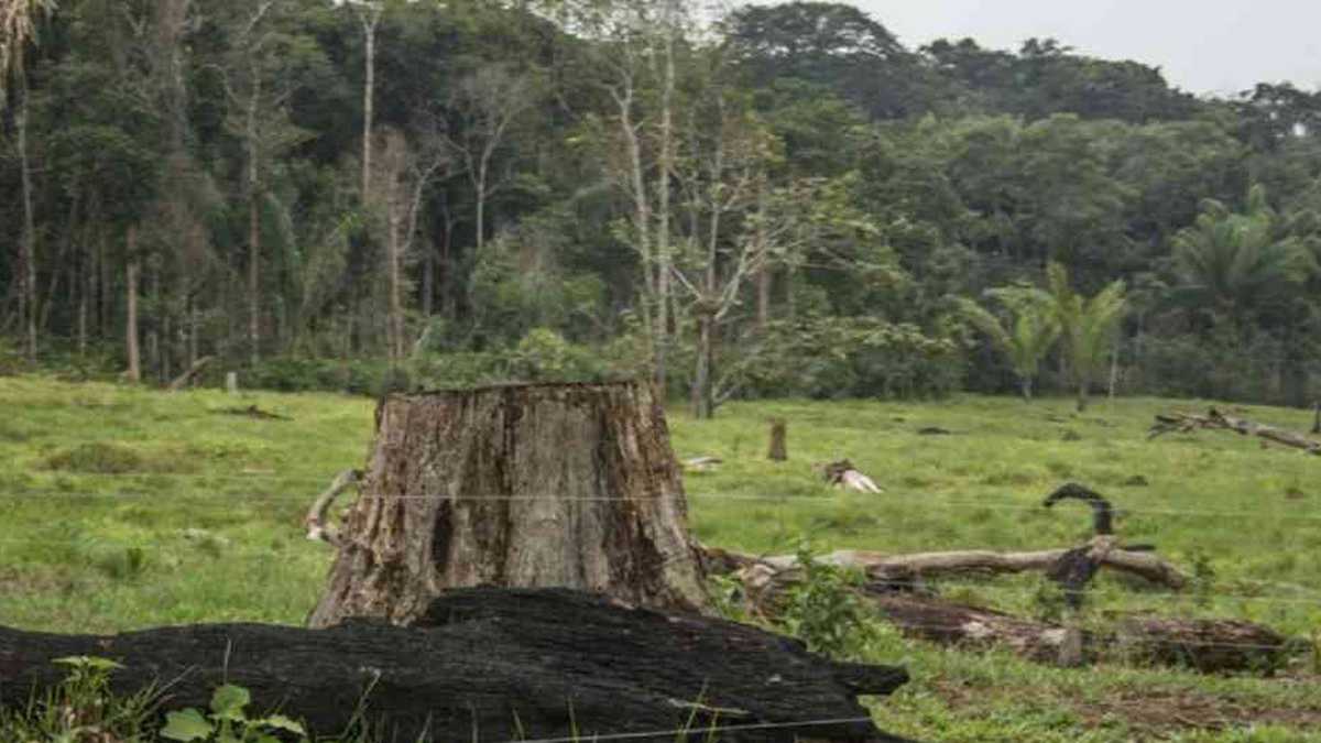 Proteger a los ecosistemas de la deforestación pone en peligro a los guardaparques. Foto: Rutas del Conflicto