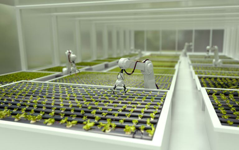Robots 3D cultivando lechuga en un invernadero - conceptos de procesos automatizados