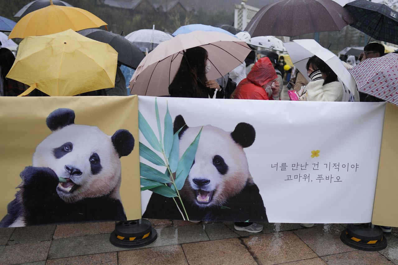 Los visitantes se limpian las lágrimas después de que un vehículo que transportaba a Fu Bao, el primer panda gigante nacido en Corea del Sur, se traslada al aeropuerto del parque de diversiones Everland en Yongin, Corea del Sur, el miércoles 3 de abril de 2024.