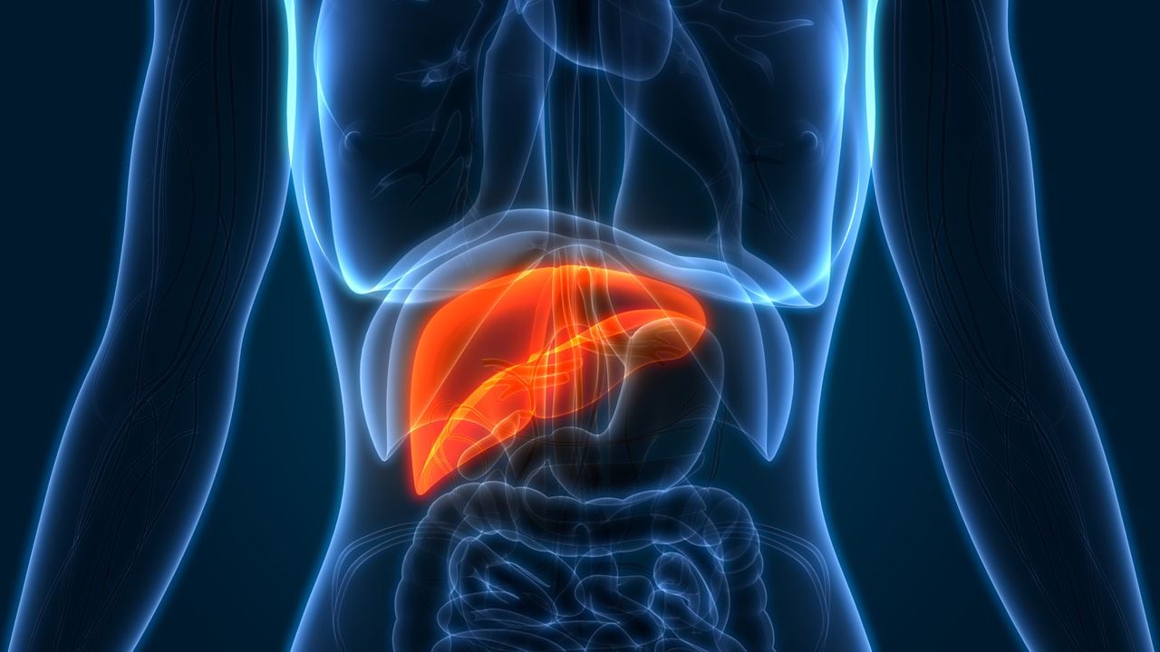 El hígado es uno de los cinco órganos vitales del cuerpo.