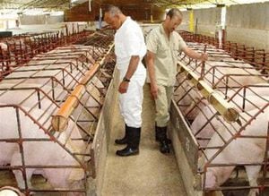 El consumo de la carne de cerdo per cápita en Colombia, aumentó en 10% al pasar de 4.7 kilos per cápita de carne que se consumían en 2010 a 5.10 kilos per cápita en 2011.