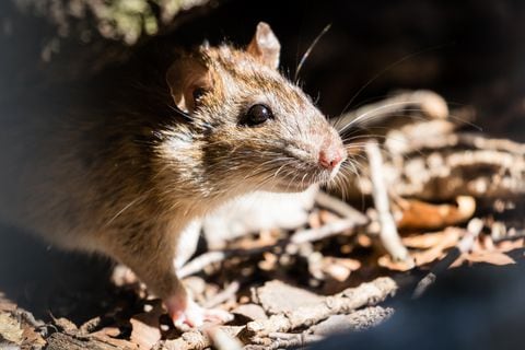 Rata / Ratón