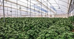  Desde 2016, las autoridades han otorgado 700 licencias para cultivar cannabis con fines medicinales.