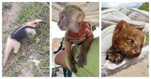 Estos animales fueron rescatados en diversas circunstancias y valorados por los especialistas ambientales. Foto: CVC. 
