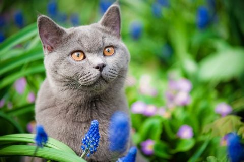 Hay algunas flores que pueden ser perjudiciales para los gatos.