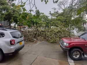Varios árboles terminaron en el suelo tras un fuerte aguacero en Barranquilla.