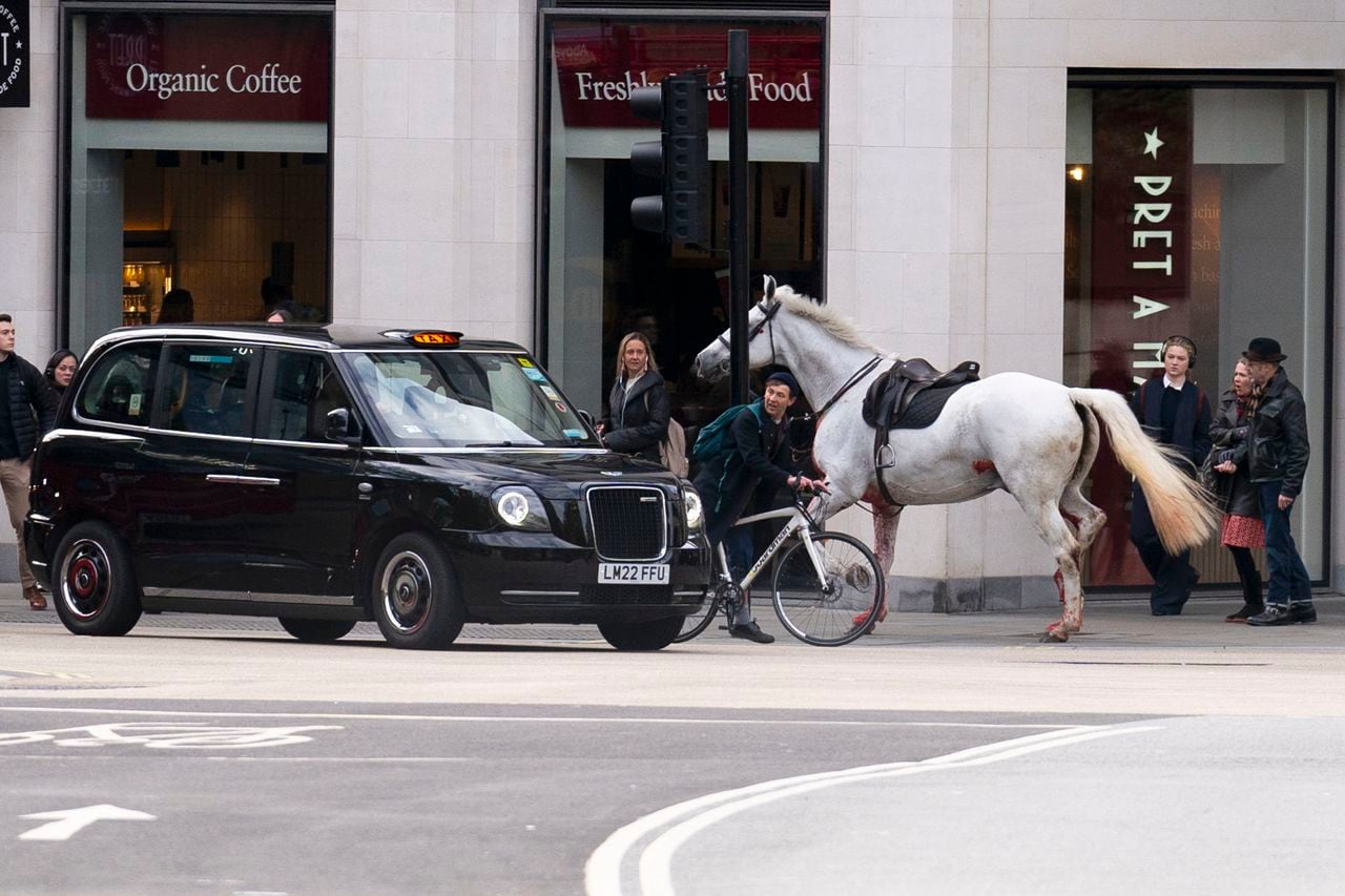 Un caballo blanco suelto pasa por las calles de Londres cerca de Aldwych, el miércoles 24 de abril de 2024. (Jordan Pettitt/PA via AP)