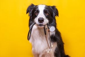 Puppy dog border collie holding stethoscope in mouth isolated on yellow background. Purebred pet dog on reception at veterinary doctor in vet clinic. Pet health care and animals concept