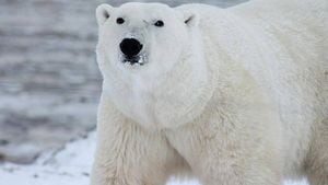 El Arctic National Wildlife Refuge es el hogar de 37 mamíferos terrestres, entre estos el oso polar. Foto: Archivo/Semana.  | Donald Trump aprobó explotación petrolera en santuario protegido | Mundo hoy