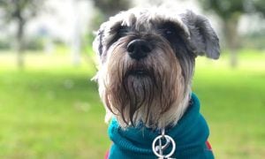 Tato, el Schnauzer que devolvieron muerto de una guardería canina en Bogotá. Compartió durante 14 años con sus dueños y un bull terrier a quien los dueños del lugar de mascotas acusó de haber sido el atacante.