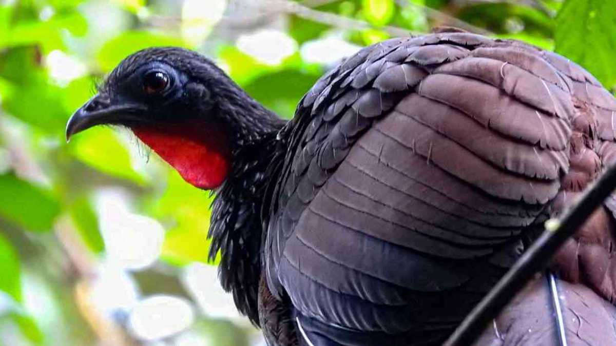 El Cauca, Valle del Cauca, Risaralda y Quindío son los departamentos que tienen la fortuna de disfrutar de la presencia de esta ave endémica, de pico negro y patas rojas. Foto: Parques Nacionales Naturales (PNN).
