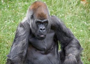 Ozzie, el gorila más longevo del mundo, murió este 25 de enero en Atlanta, Estados Unidos.