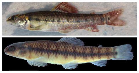 Dos nuevas especies de peces registradas en Chocó
