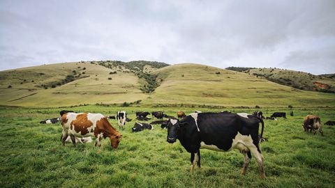 La compañía busca mejorar la productividad de los ganaderos
y disminuir la huella de carbono y el consumo de recursos.