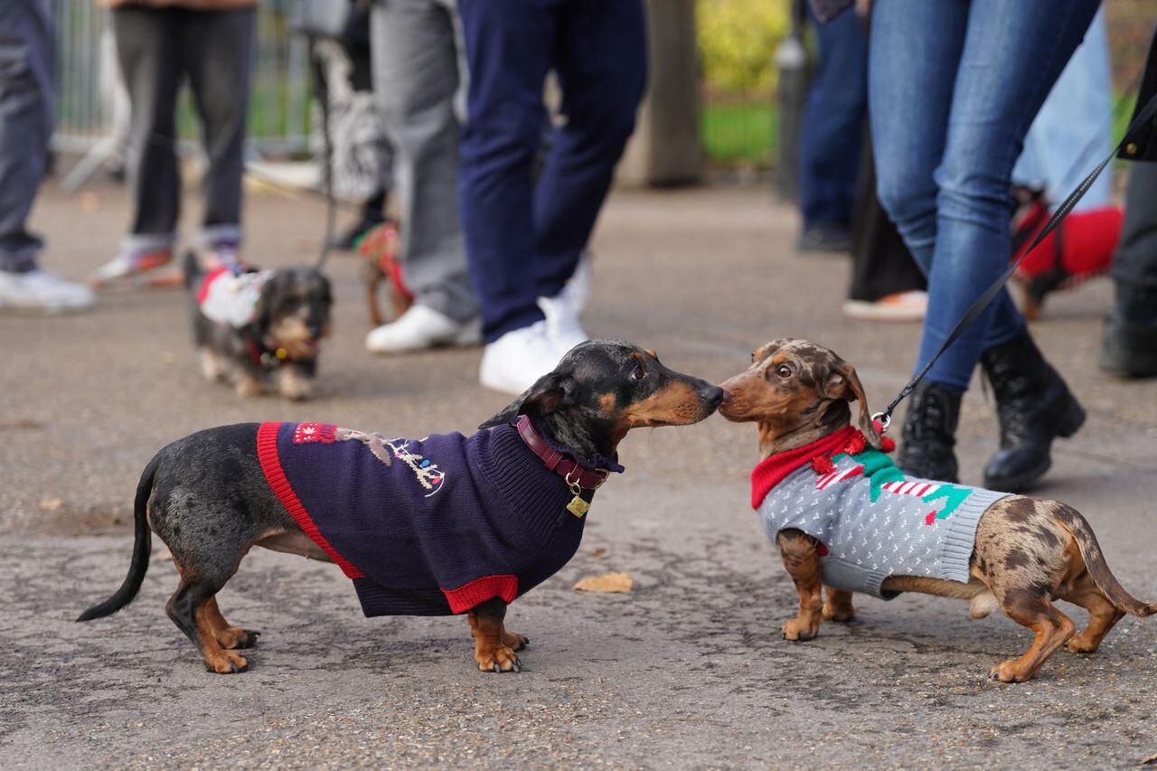 Dachshunds en la caminata anual Hyde Park Sausage Walk, en Hyde Park, Londres, mientras los dachshunds y sus dueños se reúnen para celebrar la temporada navideña, con muchos de los perros salchicha disfrazados
