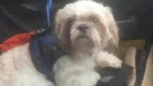 El perro fue abandonado en un taxi.