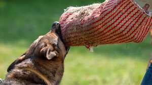 Perro entrenado para atrapar a ladrones (Imagen de referencia)