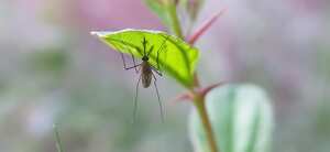Tras la picadura, la infección se resuelve en un lapso de 2 a 3 semanas. En casos excepcionales, el OROV puede provocar incluso meningitis o encefalitis.