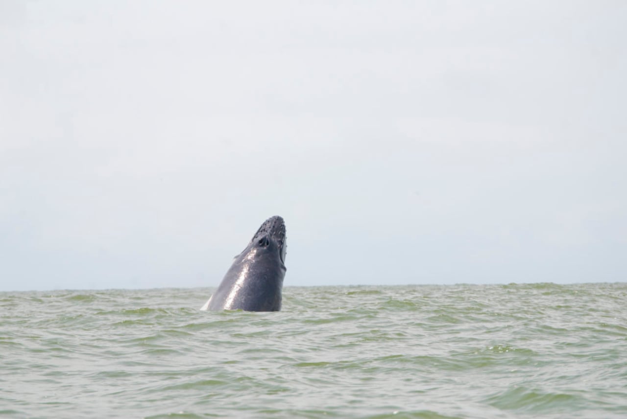 Avistamiento de ballenas jorobadas