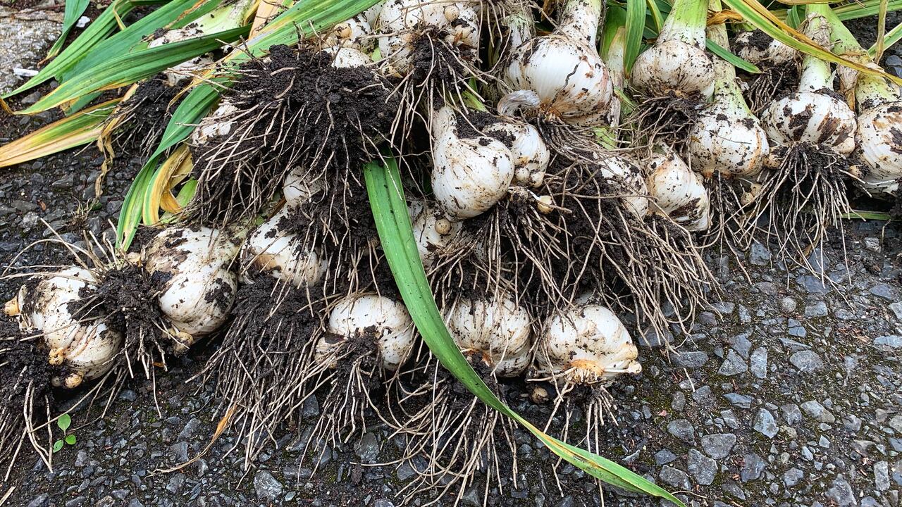 El ajo también es utilizado para preparar ciertos alimentos.