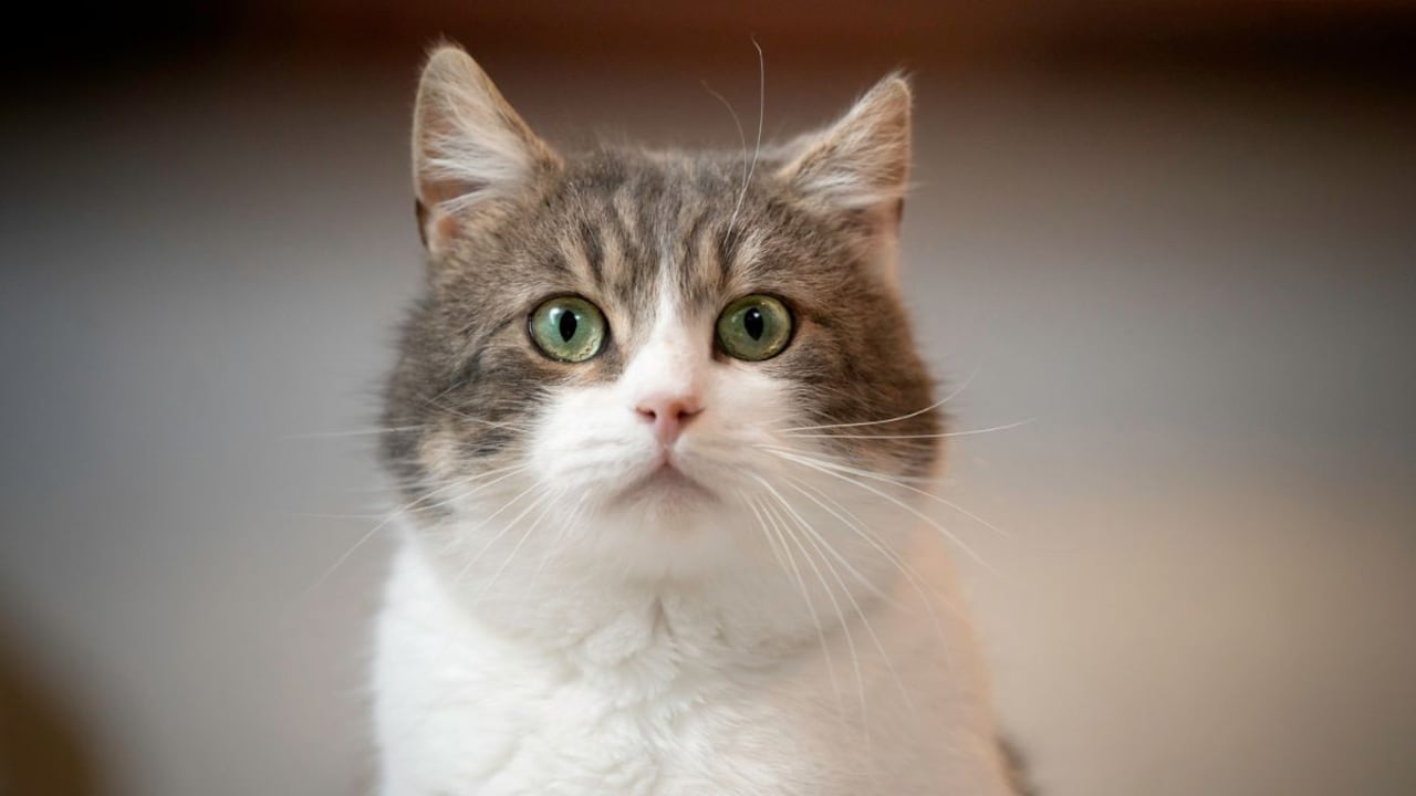 Lo que se debe hacer para que los gatos no se asusten con pólvora.