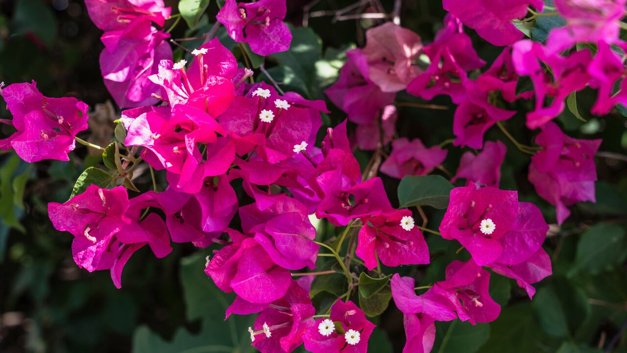 (Foto por: Jon G Fuller/Eye Ubiquitous/Universal Images Group vía Getty Images)