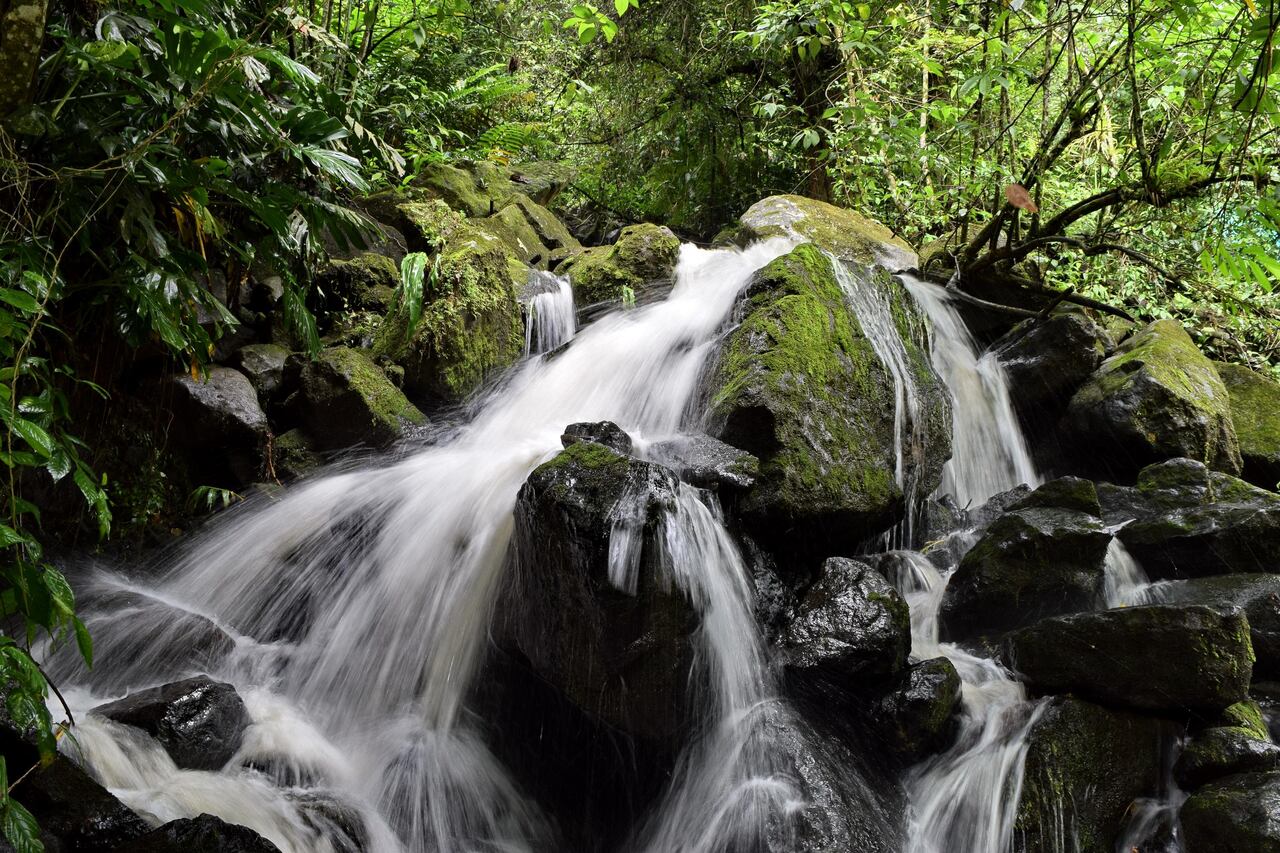 Los nacimientos del río Pance en el sector de la Voragine conservan la pureza del agua.
Foto: Ricardo Ortegón / El País