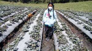 Es preocupante el panorama que enfrentan los pobladores de Sotará y Paletará, después de la emisión de cenizas y azufre de los volcanes Puracé y Curiquinga, fenómeno natural registrado el pasado 20 de enero de 2025.