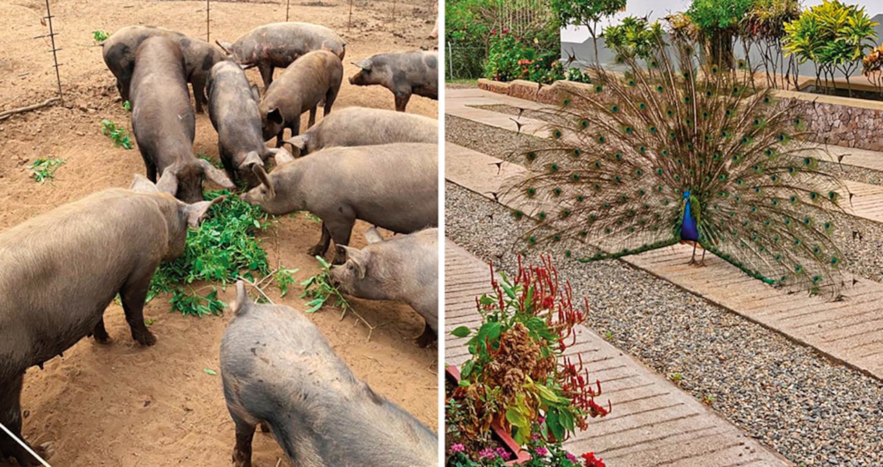 En vida, Piedad Córdoba le compartió a SEMANA algunas fotografías de Ari Ari, una hacienda que promociona en sus redes sociales la Alcaldía de Puerto Lleras.