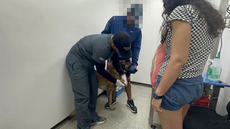 Zafir, perro herido durante atentado en Mariano Ramos, atendido en el Centro de Bienestar Animal de Cali.