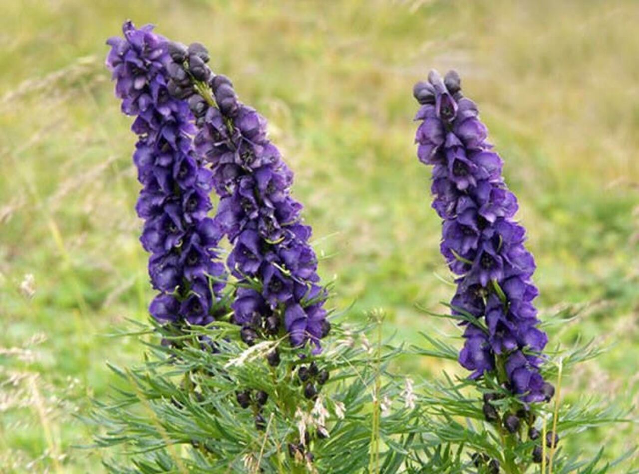 Acónito (Aconitum napellus).