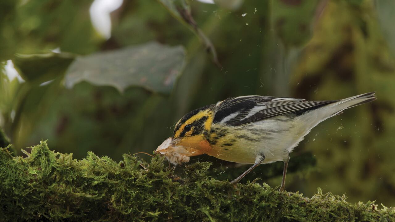 Camilo Sanabria, el joven ganador de 14 años, con su foto de la reinita gorjinaranja que conquistó la categoría Juvenil. Crédito: Cortesía Premios Audubon.Foto: Camilo Sanabria Grajales Reinita gorjinaranja.