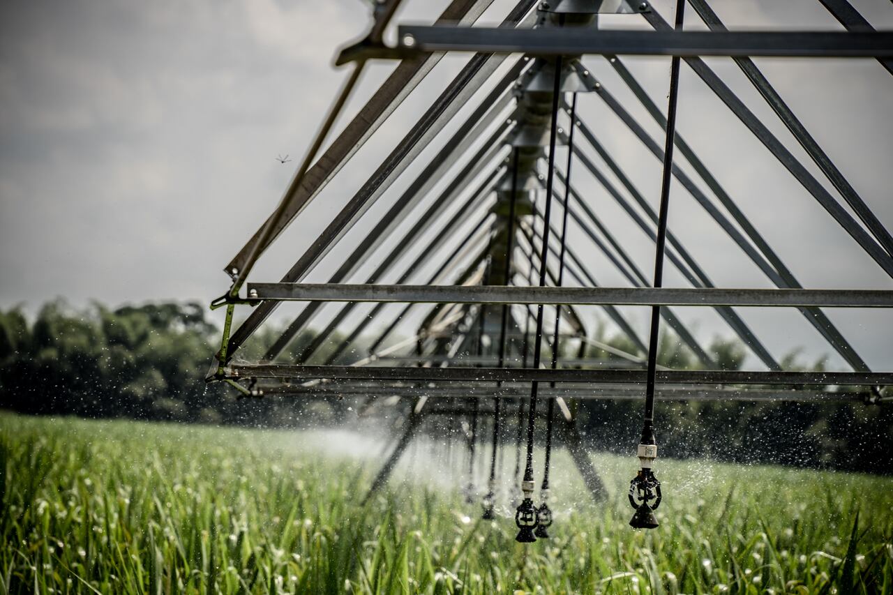 El riego tecnificado en la caña de azúcar, especialmente con sistemas como el riego por goteo, mejora significativamente la eficiencia del cultivo.