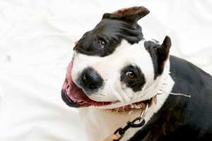 El perro hizo que la pareja tuviera una mala experiencia en su vuelo