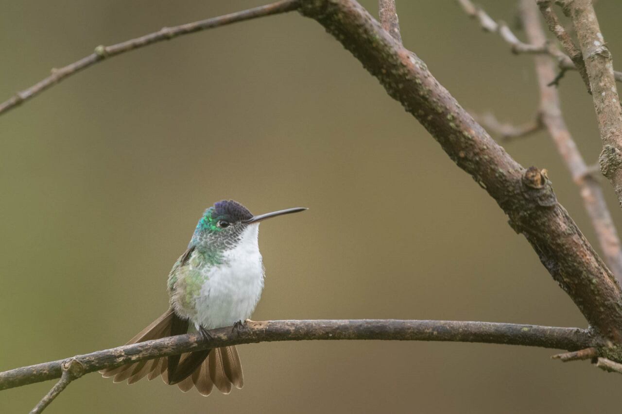Uno de los mayores desafíos de la COP16 es la brecha de financiación.