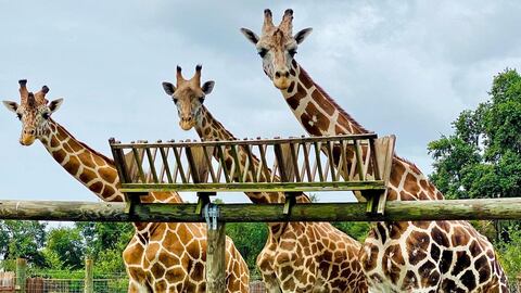 Proyecto de conservación de jirafas en el parque Wild Florida