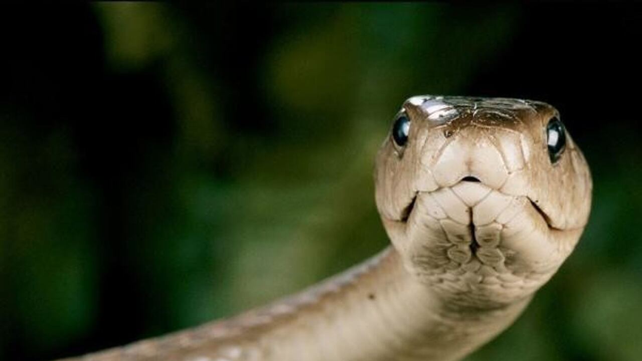 Aunque se le conoce como "mamba negra" debido al color oscuro de su piel, en realidad, su nombre científico es Dendroaspis polylepis, que se traduce como "serpiente arbórea de escamas brillantes".