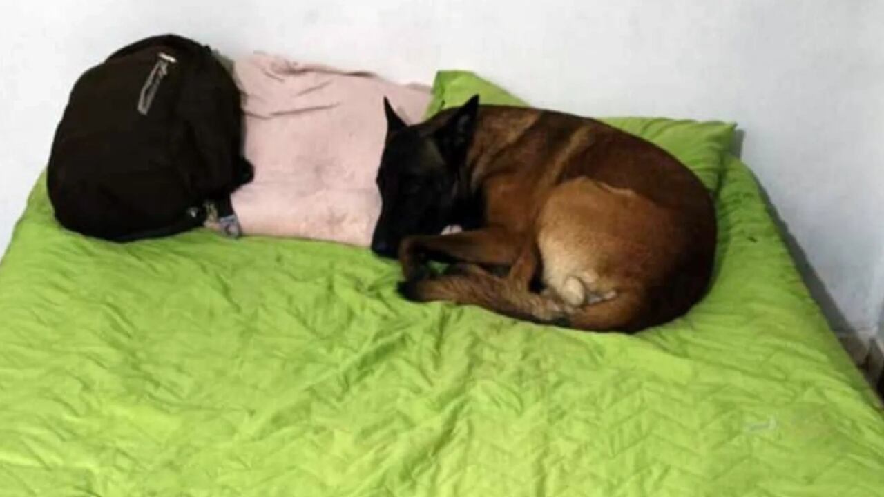 El pastor belga fue el fiel acompañante del subteniente asesinado. Foto de referencia.