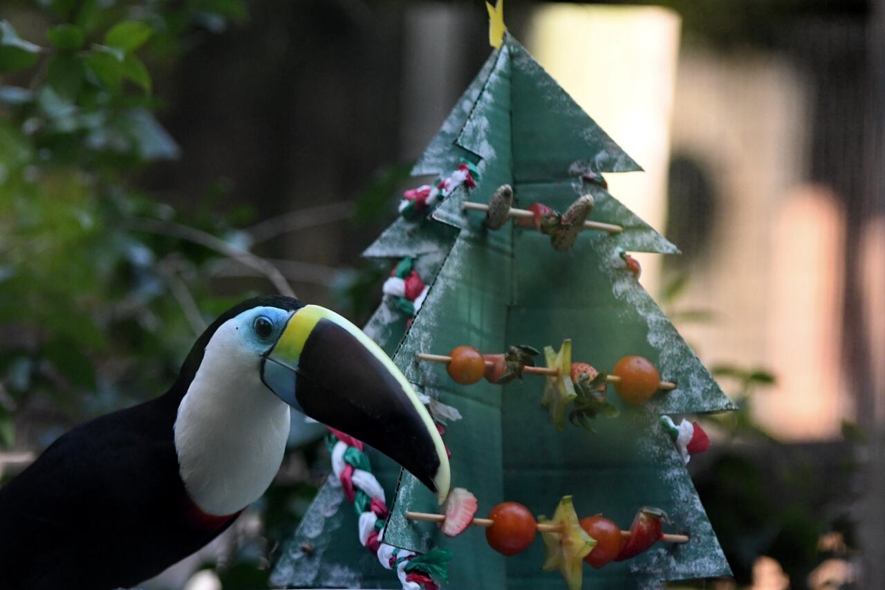 Tucanes y oropéndolas, aves emblemáticas de la biodiversidad colombiana, fueron incluidos en la jornada pedagógica contra el tráfico ilegal.