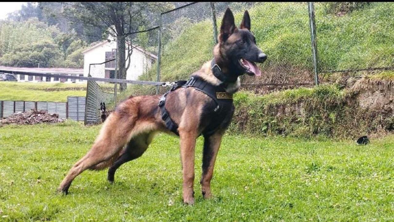 Wilson, el perro Belga Malinois que ayudó al rescate de los niños