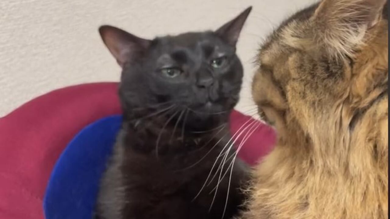 ¿Se ha percatado de la existencia de este gato? Recientemente, se ha desvelado el origen del meme viral de gato negro en TikTok.