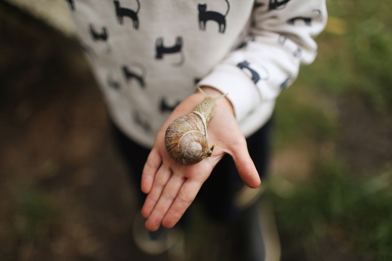 Incorporar caracoles en la decoración del hogar puede ser más que una cuestión estética; según el Feng Shui, representa la búsqueda de equilibrio y armonía, así como la atracción de energías positivas y fortuna.