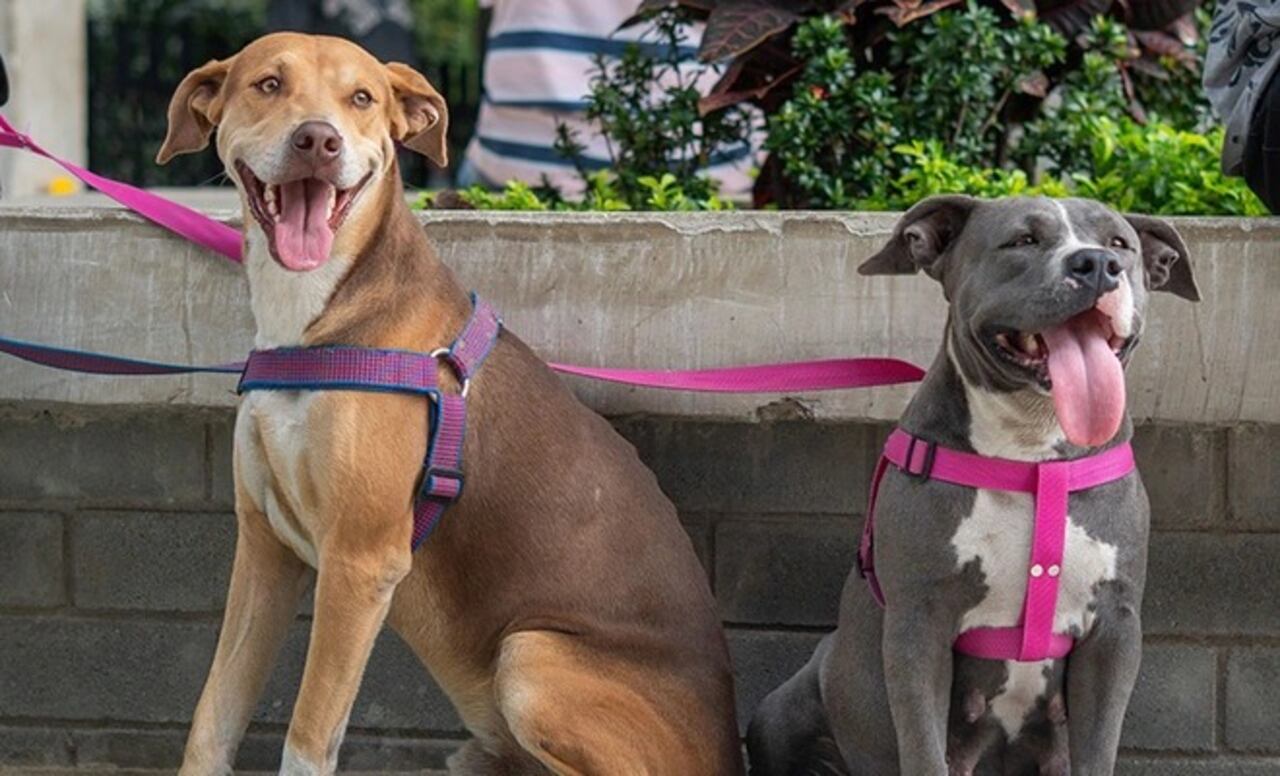 Se recomienda no sacar a pasear a las mascotas si está lloviendo fuerte.